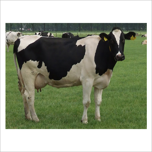 Black And White Hf Breed Cow