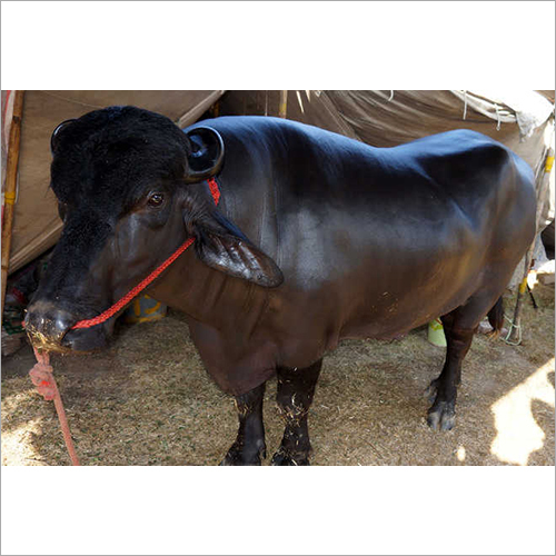 Black Desi Murrah Buffalo