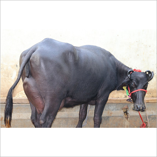 Black Murrah Buffalo Gender: Female