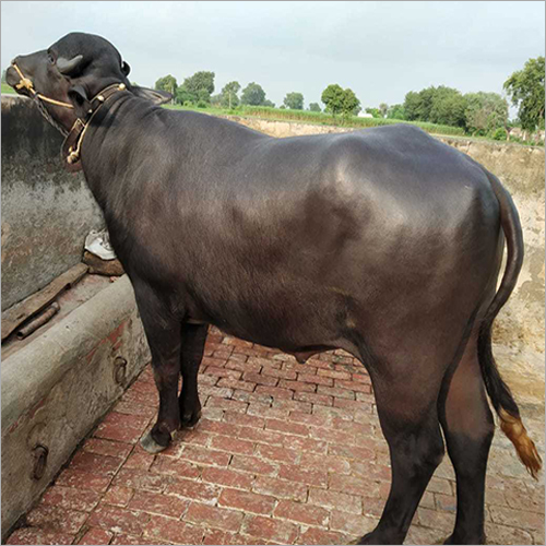 Black Murrah Breed Bull
