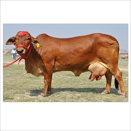 Brown Desi Sahiwal Cow