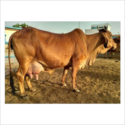 Brown Sahiwal Cow