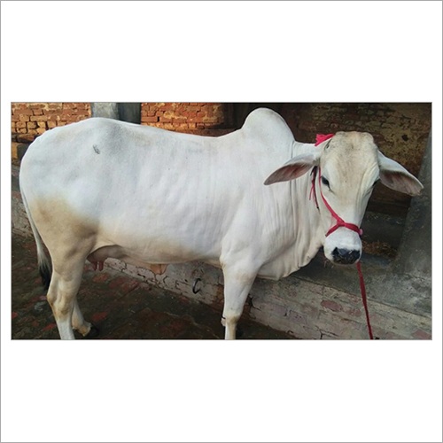 White Tharparkar Cow