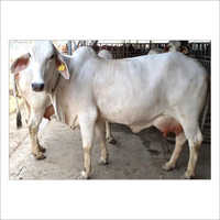 White Tharparkar Cow Gender: Female