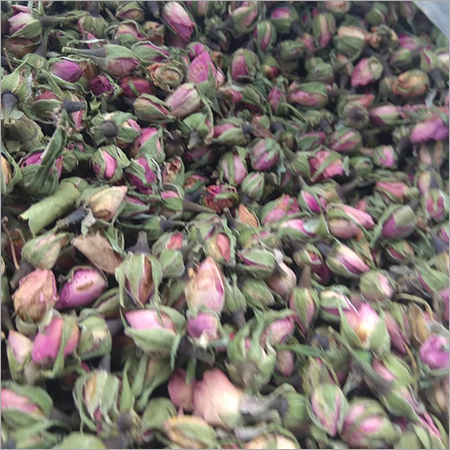 Pink Rose Buds