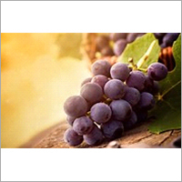 Common Black Grapes