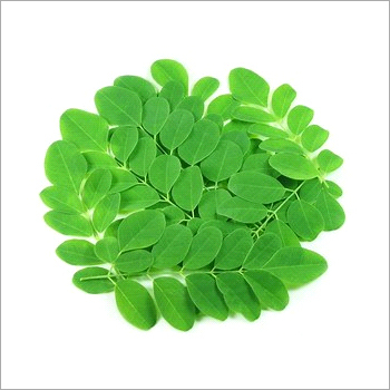 Moringa Leaves