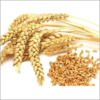 Indian Wheat Grain