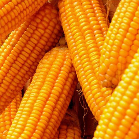 Organic Yellow Maize