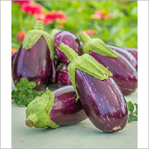 Fresh Eggplant Shelf Life: 3-4 Week