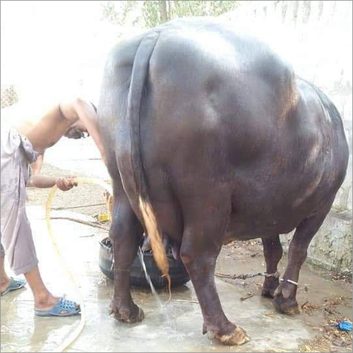 Murrah Buffalo Murrah Buffalo