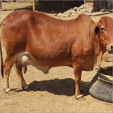 Desi Breed Sahiwal Cow