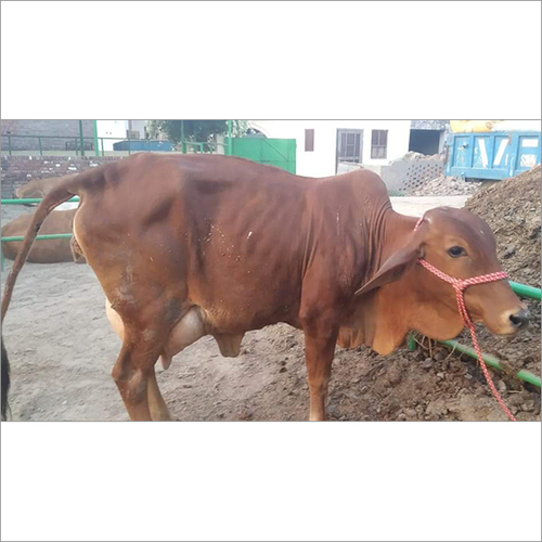 Desi Sahiwal Cow Desi Sahiwal Cow