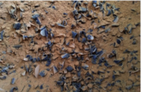Plastic Recycling Machine Co Paraller Twin Screw Granulating Machine