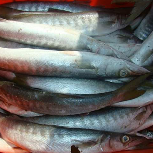 Frozen Barracuda Fish - Fresh Style, Other Preservation Process | Sustainably Sourced, Rich in Flavor, Perfect for Direct Cooking