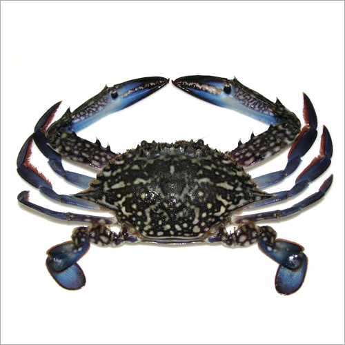 Fresh Crabs