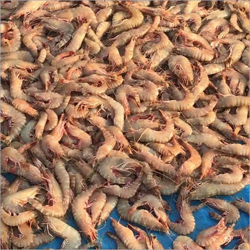 Fresh Flower Prawn