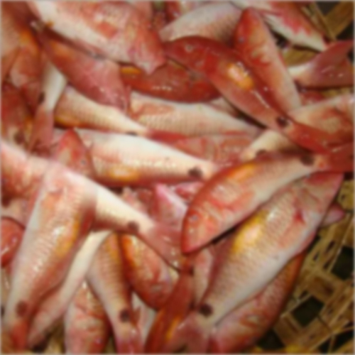 Fresh Goat Fish