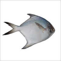 Fresh Pomfret Fish