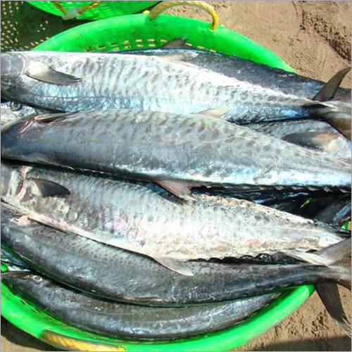 Fresh Seer Fish