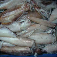 Frozen Squid