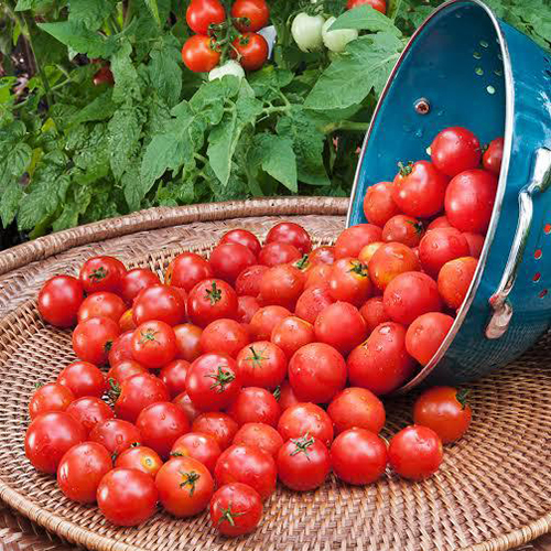 Cherry Tomato