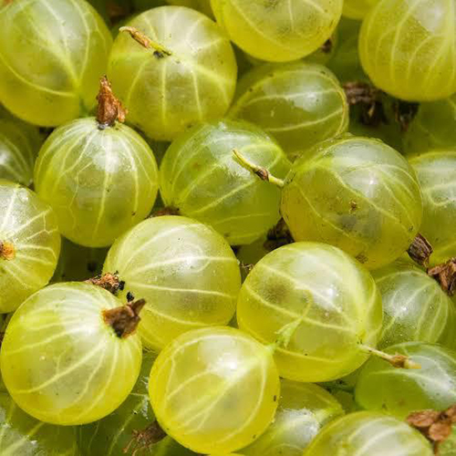 Organic Gooseberry (Amla)