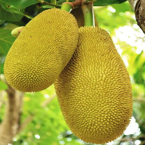Jackfruit (Kathal)