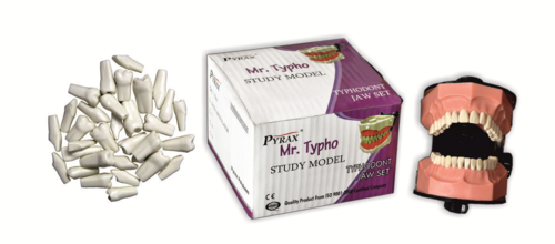 Dental Typho Jaw Set