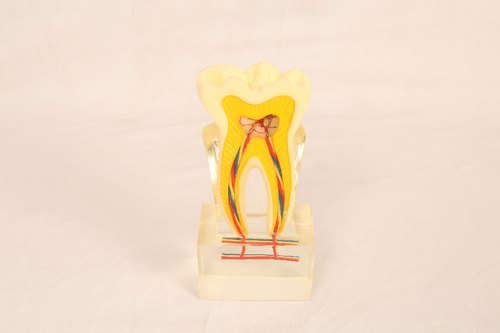 One Tooth Model For Study