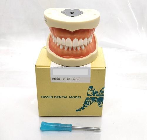 Nissin Typodont Jaw Jaw Soft Gingivae