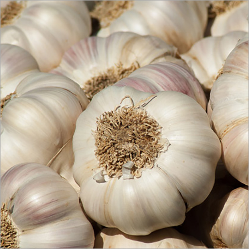 Fresh Garlic Bulbs - Organic, Non-Peeled Whole Bulbs | Freshly Harvested, Powerful Antioxidant Properties, Preserved for Maximum Freshness