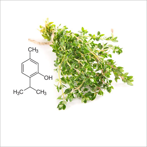 Natural Thymol Ingredients: Herbal Extract