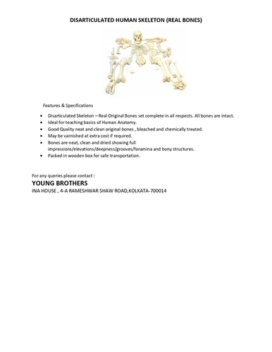 White Disarticulated Human Skeleton (Real Bones)