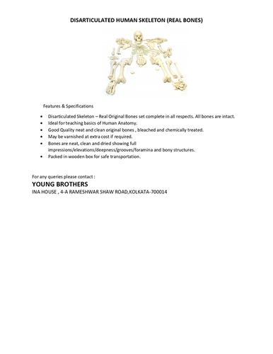 Disarticulated Human Skeleton (REAL Bones)