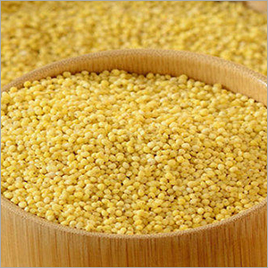 Yellow Indian Foxtail Millet