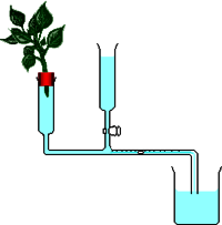 Potometer  (laboratory Glassware)