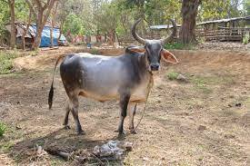 kankrej cow for sale in Kerala