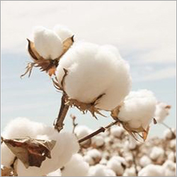 Raw Cotton