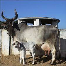 Kankrej Cow for sale in Kelamangalam