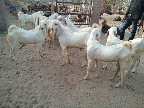 Sojat Kurbani Goats