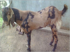 Ajmeri She Goat - 1-2 Years, 40 kg Female | Brown, Black, White Colors for Milk Production