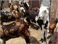 Ajmeri Goat
