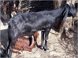 Black Beetal He Goat Gender: Male