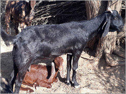 Black Beetal Goat Gender: Female