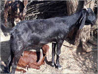 Black Beetal Goat Gender: Female