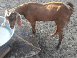 Brown Sirohi She Goat Gender: Female