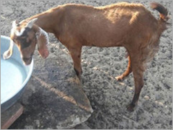 Brown & Black & White Sirohi She Goat