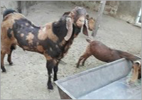 Brown & Black & White Sirohi He Goat