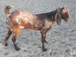 Brown Sojat He Goat Gender: Male